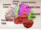 The Secrets Of The Human Brain - Human Anatomy Course Physiology