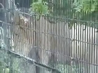 Big Cats Roar Leopard Lion Tiger Puma, Cheetah, jaguar puma cougar white lion white tiger