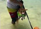 Determined Dog Lucy Keeps Paddling in the Sky