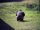 Gorilla vs Chimp at Philadelphia Zoo