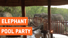 Elephants Crash Family's Pool Party