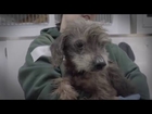 ASPCA Rescues Over 600 Animals in North Carolina