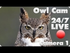 Great Horned Owl Live Cam #1