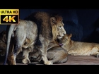 Lion and White Tiger, Big cats at the zoo[TNT Release]