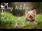 Dog Tricks by Yorkshire Terrier Jessie